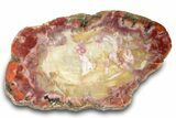 Colorful, Polished Petrified Wood Section - Texas #260847-1